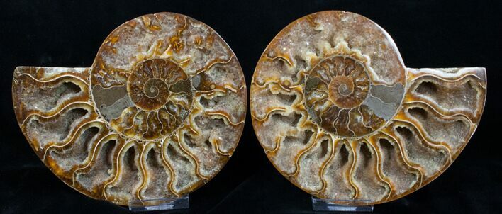 Polished Ammonite Pair - Crystal Pockets #11784